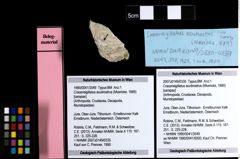 Foto (Objekt + Etiketten) von Cracensigillatus acutirostrus (Moericke, 1889) 